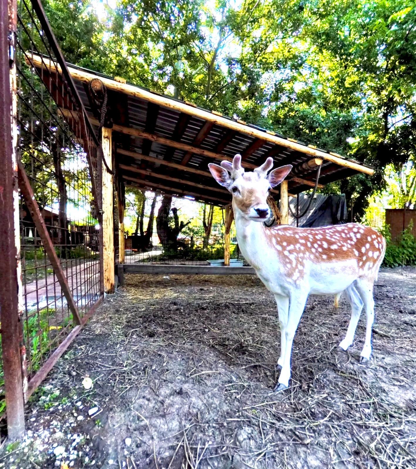 Animale la fermă